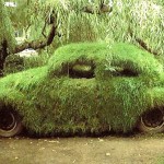 wiesenkafer